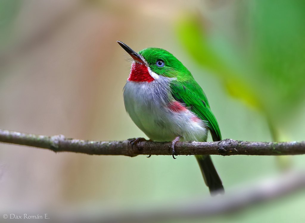 Los Haitises National Park & Montaña Redonda Tour from Miches – Full Day Adventure