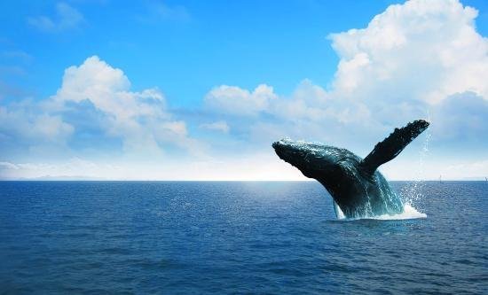 Half Day Whale Watching from Miches