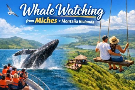 Whale watching from miches